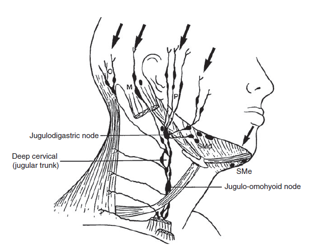 The Lymph Nodes In The Face And Neck Region And The Areas Of Drainage