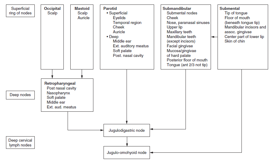 The Lymph Nodes In The Face And Neck Region And The Areas Of Drainage