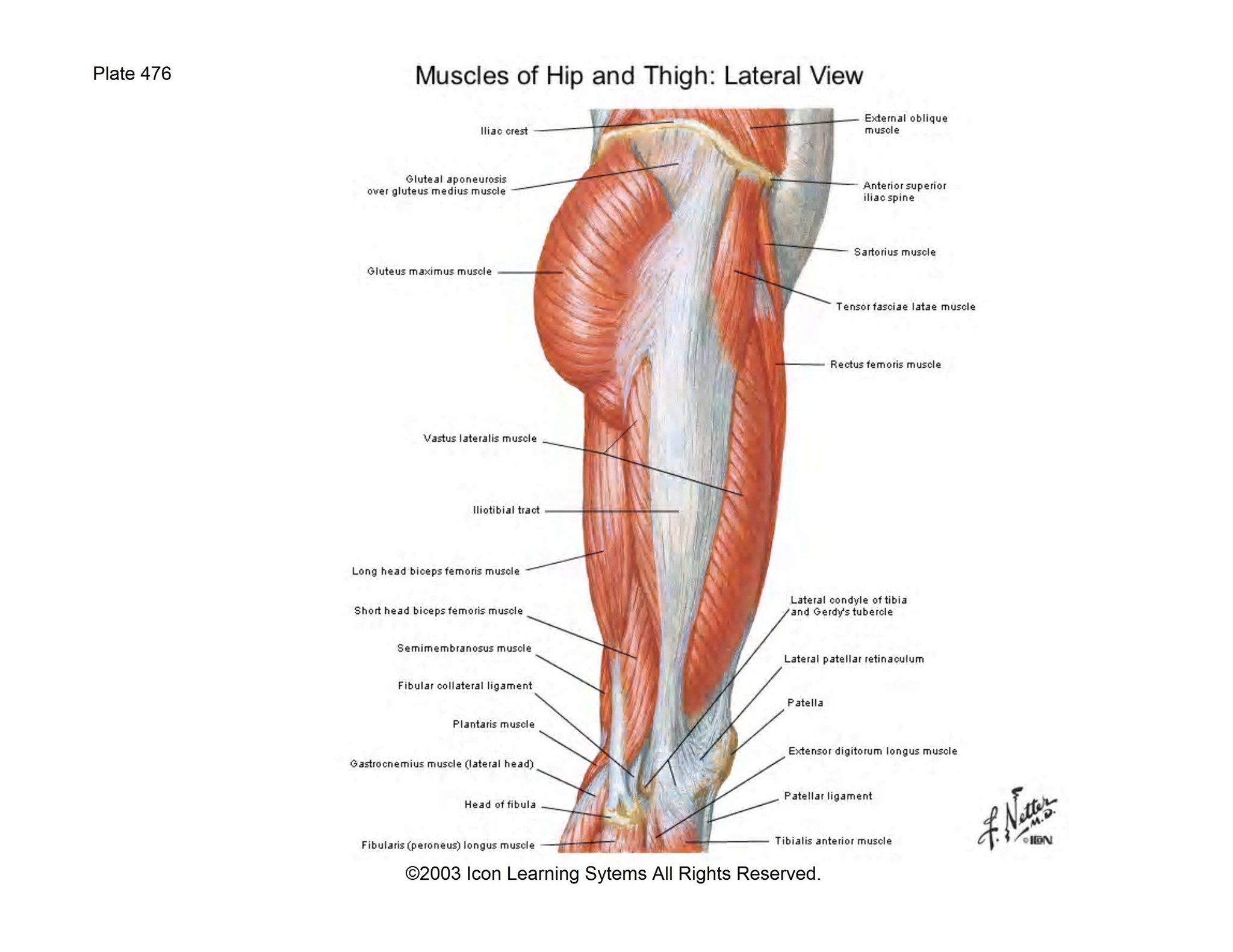 MCQs Of Gluteal Region Posterior Thigh Hip Dentistry Medicine