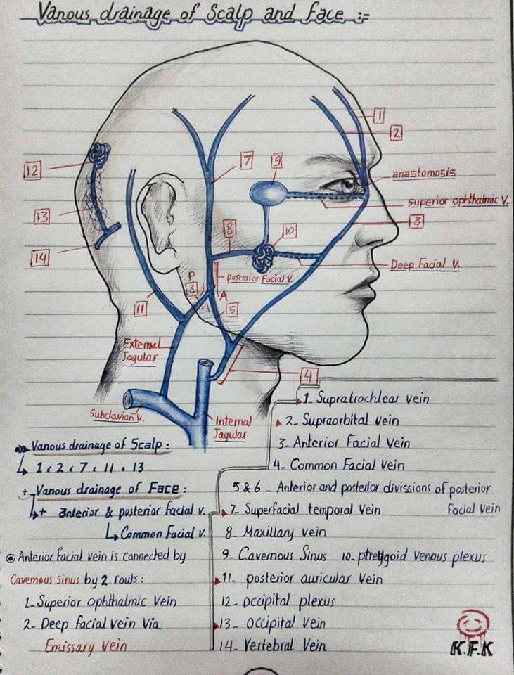 Sketches of Maxillary Artery, Sphenopalatine Ganglion and Venous