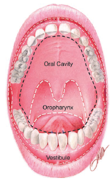 Surface Landmarks of Oral Cavity | Dentistry & Medicine