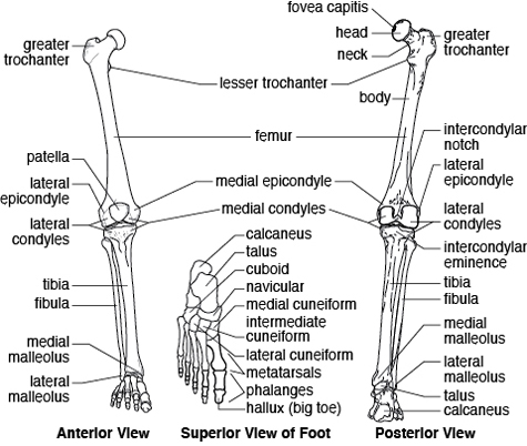 MCQs of Joints of the Upper & Lower Limbs | Dentistry & Medicine